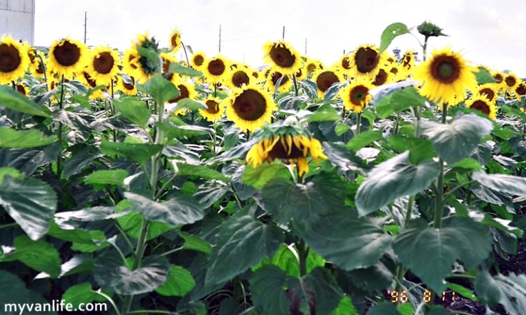 走過麥迪遜之橋 重溫那一段火光般短暫的熾戀_img_7