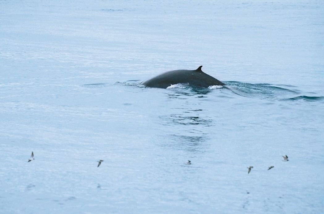 全球最神祕 角島鯨花蓮出沒!_img_1