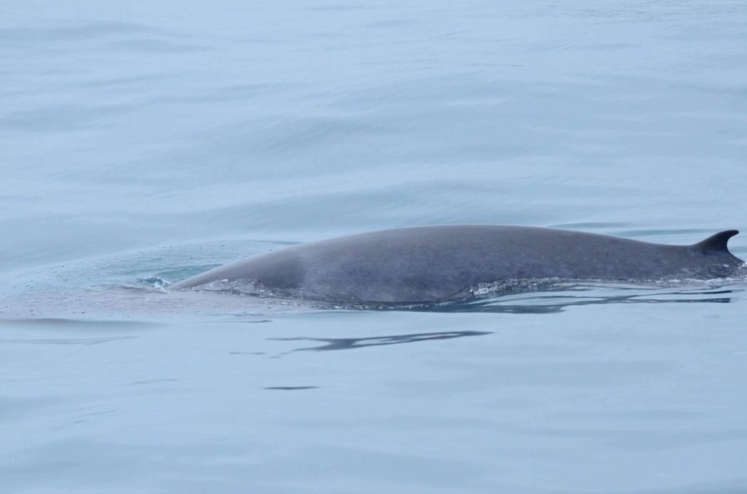 全球最神祕 角島鯨花蓮出沒!_img_2