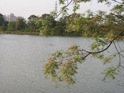 桃園「千塘之鄉」 齊柏林曾說：「好像水晶在發光」_img_11