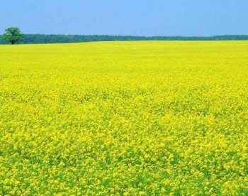 可食用可觀賞,油菜花海最迷人_img_1
