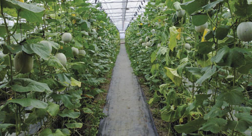 洋香瓜甜軟多汁,夏天最是物美價廉_img_1