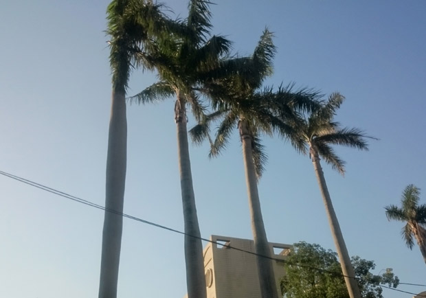 椰汁清甜椰油營養 熱帶作物一身寶_img_1