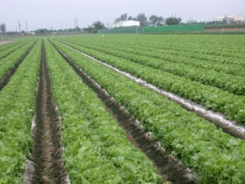 無論鞋菜或鴨菜 它是 A 等級的蔬菜_img_1