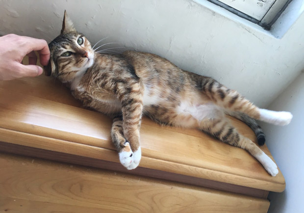 飼養寵物,以愛對待,身心健康受惠_img_1