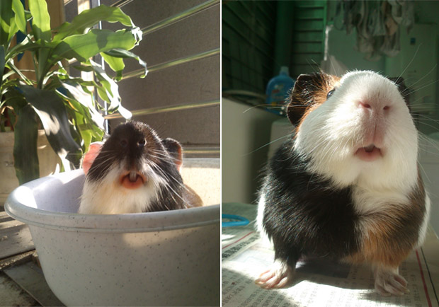 飼養寵物,以愛對待,身心健康受惠_img_3