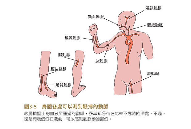 心肌梗塞這樣來 動靜脈血管構造解析 大是文化 健康遠見