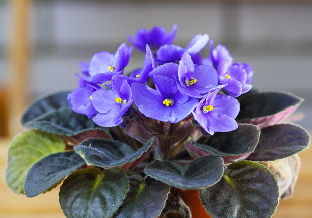 選對這些綠色植物,淨化空氣效果不輸清淨機_img_1