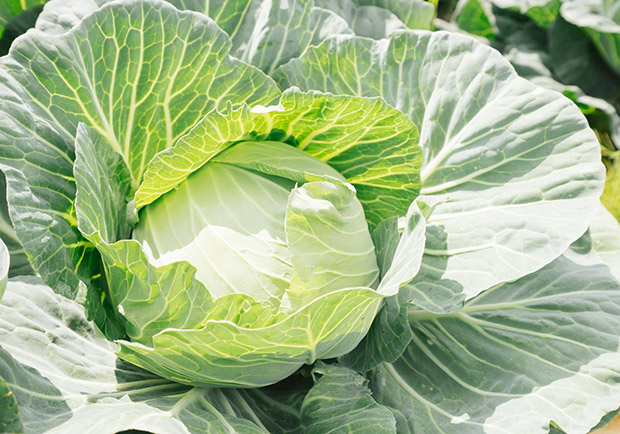 健康的蔬菜水果,吃錯了,也會讓你生病喔!_img_2