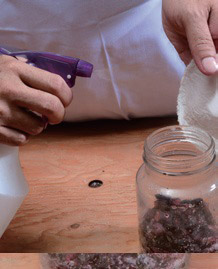 自製美顏抗老釀造醋:桑椹醋_img_7