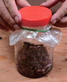 自製美顏抗老釀造醋:桑椹醋_img_9