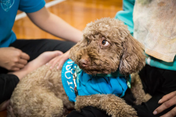 動物輔療不簡單,讓療癒犬打開身障者的心_img_3