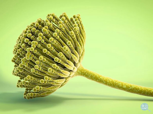 為什麼花生久放受潮不要吃?肉眼看不到的飲食危機_img_1