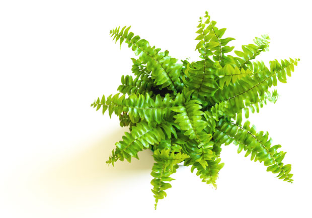 快速淨化室內空氣,「兔子基因黃金葛」加拿大率先上市_img_1