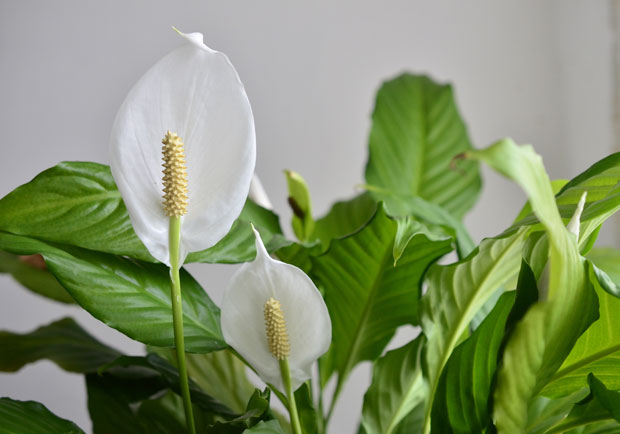 選對這些綠色植物,淨化空氣效果不輸清淨機_img_3