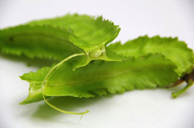 看起來像楊桃、口感又像豌豆?特色野菜:翼豆_img_1