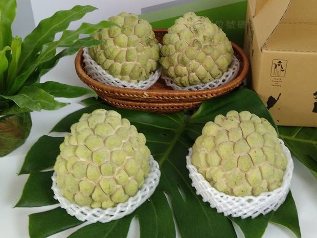 無法作為供品的南台灣水果霸王:釋迦_img_1