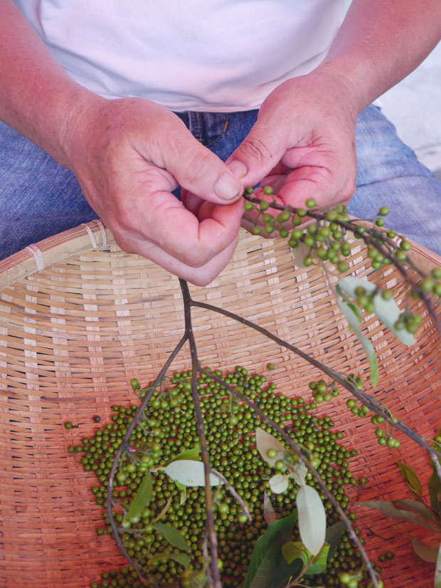 新鮮、乾燥都好用,原住民的天然香料:馬告_img_1