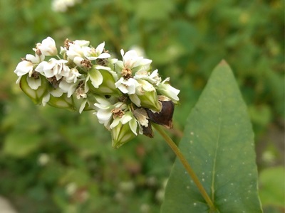 不要嫌它黑!蕎麥從綠肥變營養食材_img_1