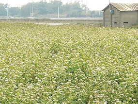 不要嫌它黑!蕎麥從綠肥變營養食材_img_2