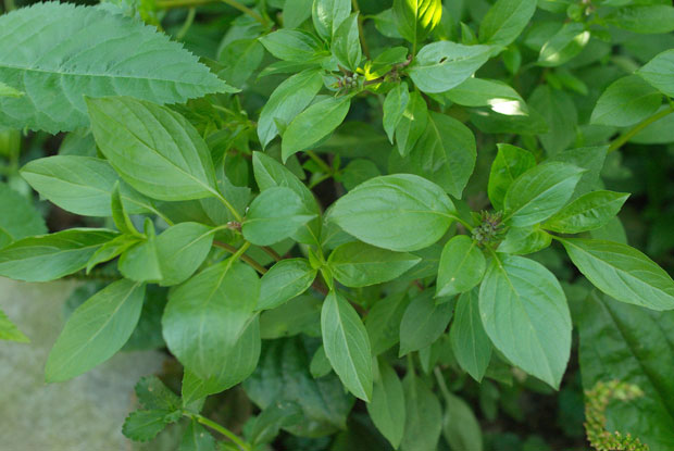 在地天然調味料!九層塔怎麼挑?如何保存?_img_1