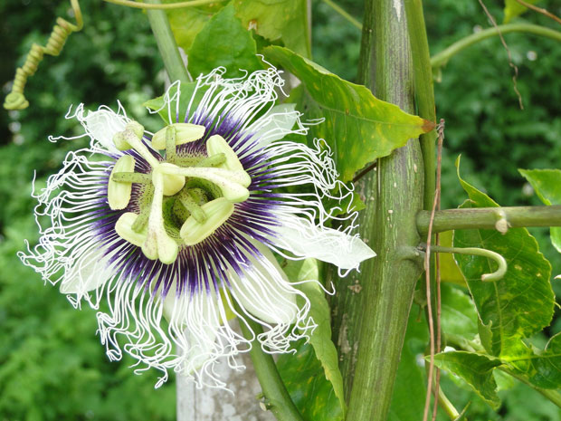 滋味酸甜好開胃!百香果營養有哪些?_img_1