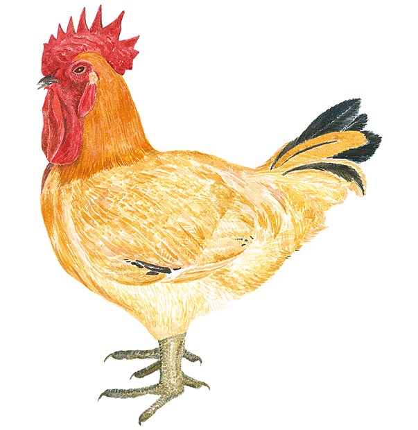 土雞不只一種?菜鴨又是什麼鴨?台灣常見家禽一次瞭解_img_2