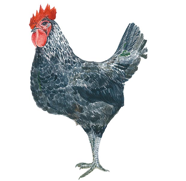 土雞不只一種?菜鴨又是什麼鴨?台灣常見家禽一次瞭解_img_3