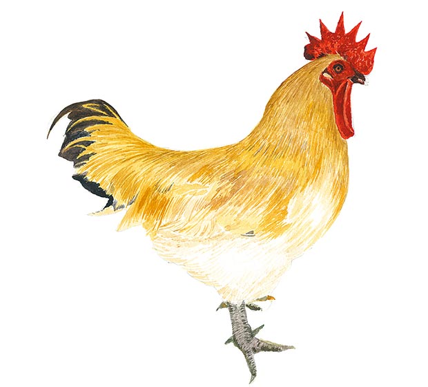 土雞不只一種?菜鴨又是什麼鴨?台灣常見家禽一次瞭解_img_4