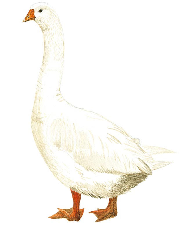 土雞不只一種?菜鴨又是什麼鴨?台灣常見家禽一次瞭解_img_12