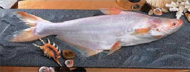 鐵板燒、速食店、便當店的鱈魚其實都不是「真鱈魚」?_img_4