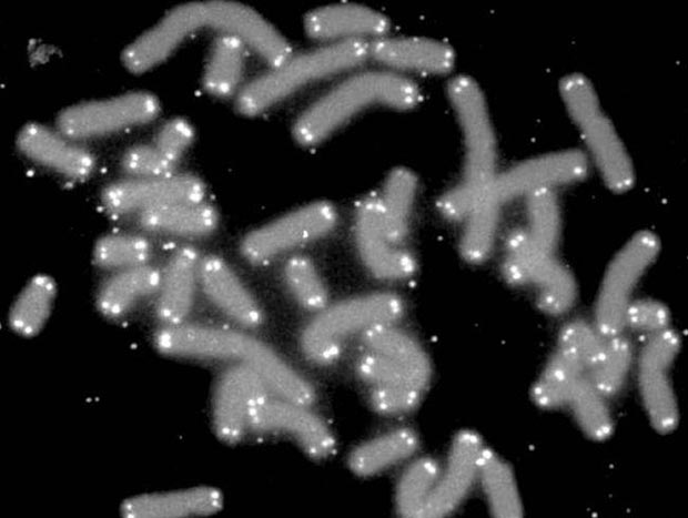 身體機能隨著歲月變差?做這 2 種運動「不老酶」活性增3倍_img_1