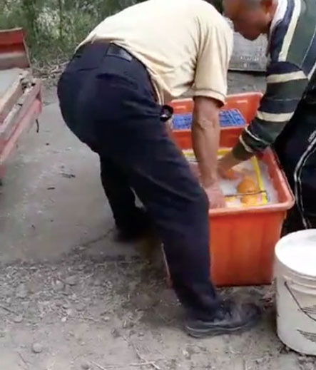 網傳柑橘會泡藥所以能半年不壞?乳白色液體是什麼?_img_1