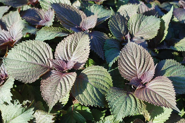 紫蘇鐵質為蔬菜之冠!「華陀的神奇草藥」有何妙用?_img_2