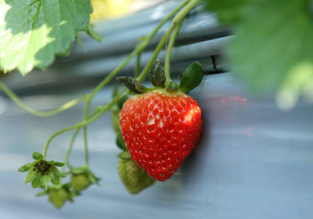 擔心水果糖分過高?選擇這 8 種水果讓減肥事半功倍_img_2