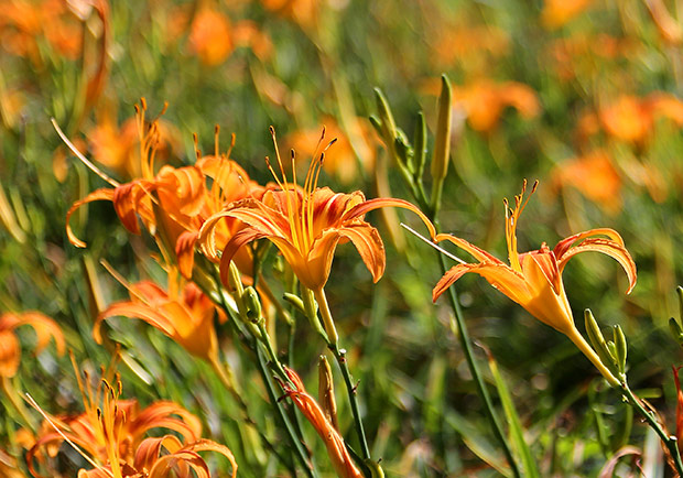 保護銀髮族大腦,中醫健腦三妙招快學起來!_img_1