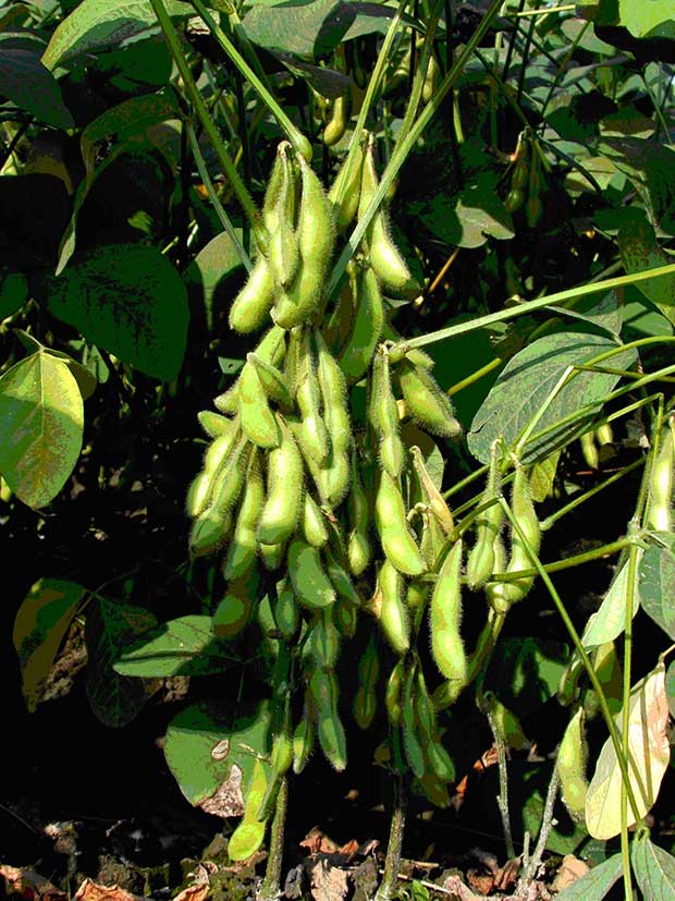 「植物肉」毛豆營養價值高,烹煮時一個動作就能減少脹氣發生_img_1