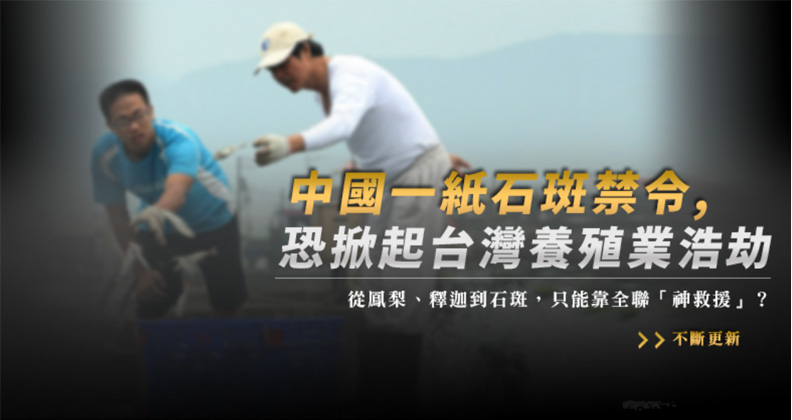 中國一紙石斑禁令，恐掀起台灣養殖業浩劫